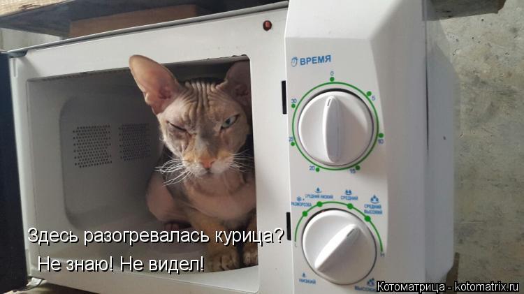 Не знаю! Не видел! Здесь разогревалась курица?... Котоматрица: Не знаю! Не видел! Здесь разогревалась курица?