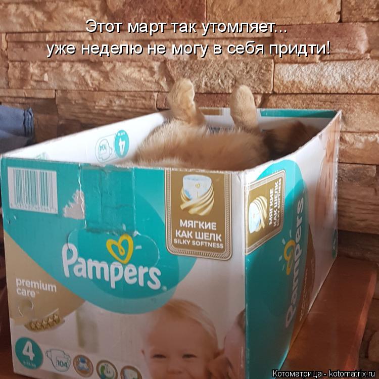 Котоматрица: Этот март так утомляет... уже неделю не могу в себя придти!
