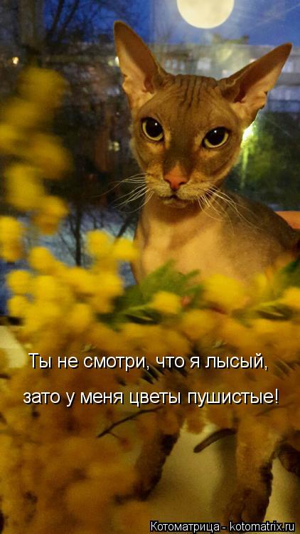 Котоматрица: Ты не смотри, что я лысый, зато у меня цветы пушистые!