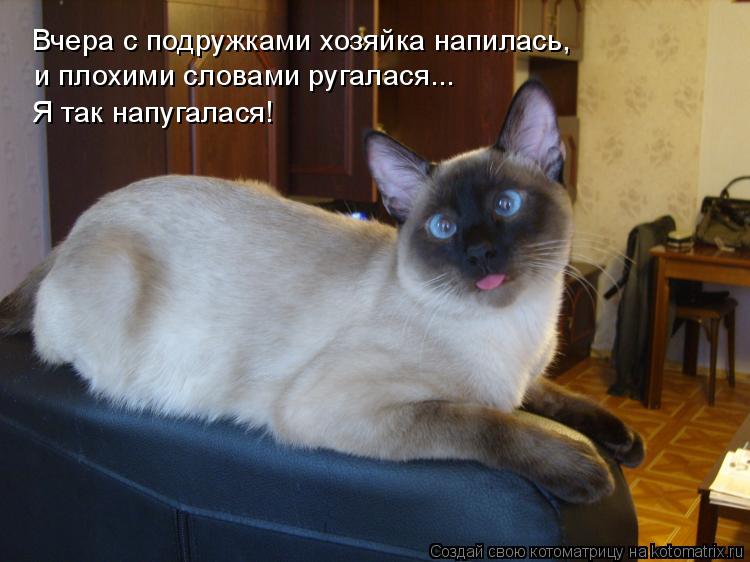 Котоматрица: Вчера с подружками хозяйка напилась, и плохими словами ругалася... Я так напугалася!