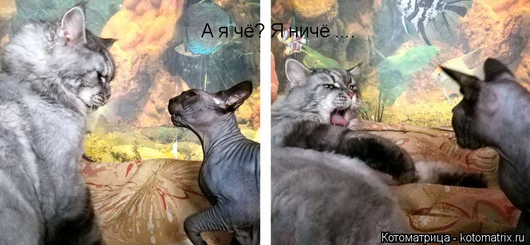 Котоматрица: А я чё? Я ничё ....