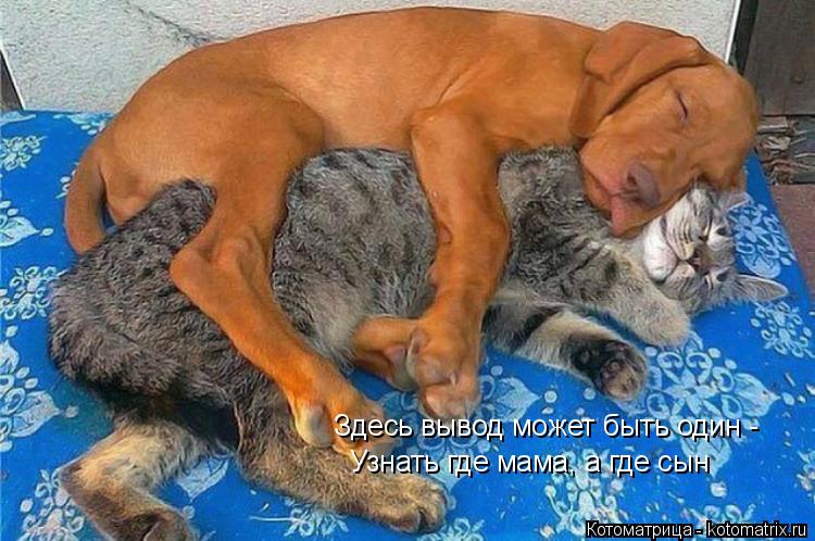 Котоматрица: Здесь вывод может быть один - Узнать где мама, а где сын