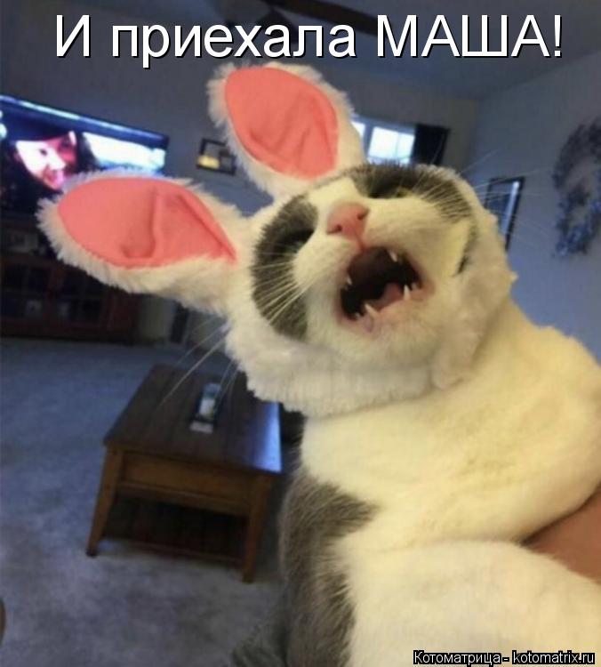 И приехала МАША!... Котоматрица: И приехала МАША!