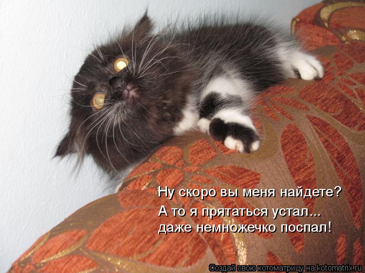 Ну скоро вы меня найдете? А то я прятаться устал... даже немножечко поспал!... Котоматрица: Ну скоро вы меня найдете? А то я прятаться устал... даже немножечко поспал!