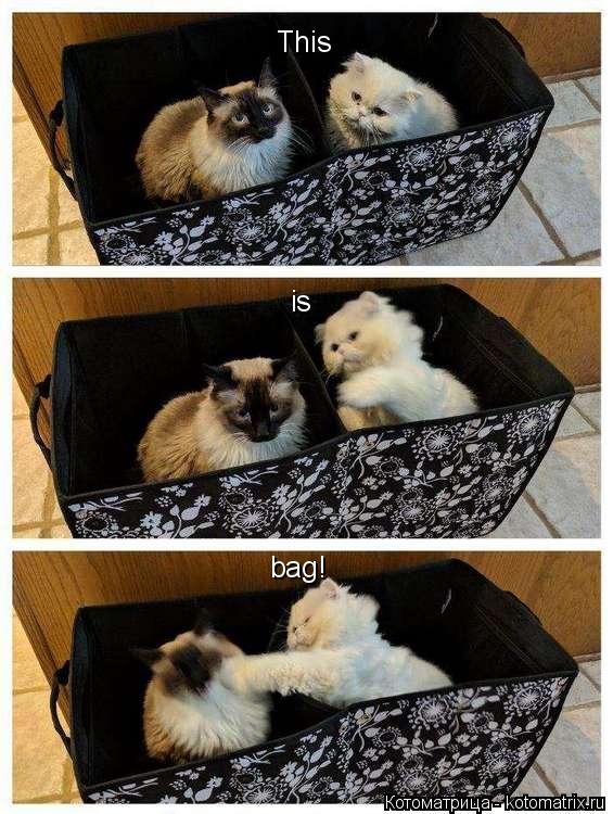 This is bag!... Котоматрица: This is bag!
