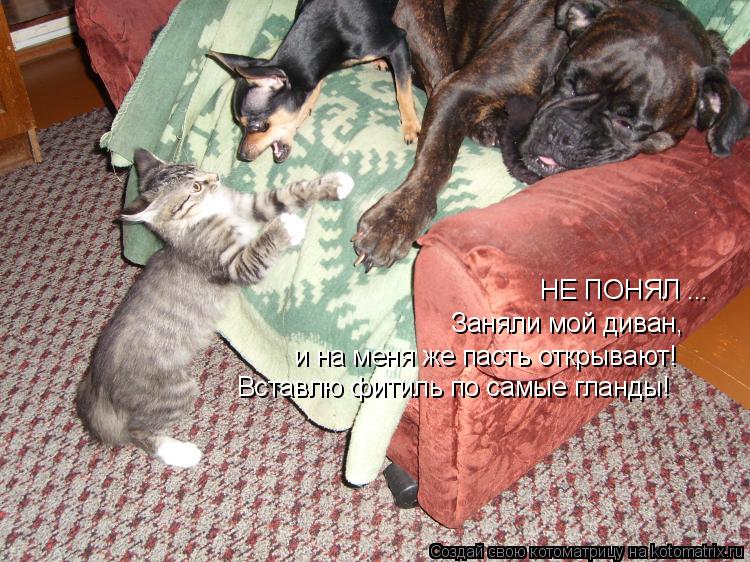 НЕ ПОНЯЛ ... Заняли мой диван, и на меня же пасть открывают! Вставлю фитиль по самые гланды!... Котоматрица: НЕ ПОНЯЛ ... Заняли мой диван, и на меня же пасть открывают! Вставлю фитиль по самые гланды!
