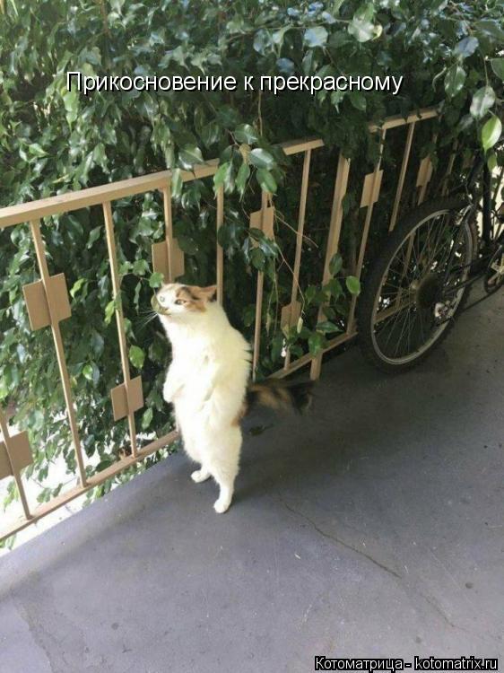 Котоматрица: Прикосновение к прекрасному