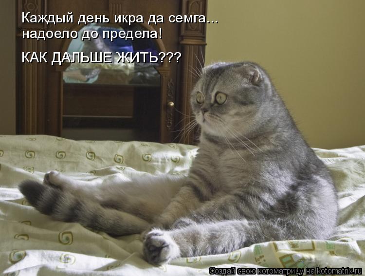 Котоматрица: Каждый день икра да семга... надоело до предела! КАК ДАЛЬШЕ ЖИТЬ???