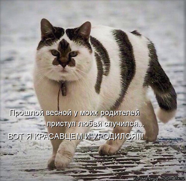 Котоматрица: Прошлой весной у моих родителей приступ любви случился... ВОТ Я КРАСАВЦЕМ И УРОДИЛСЯ!!!