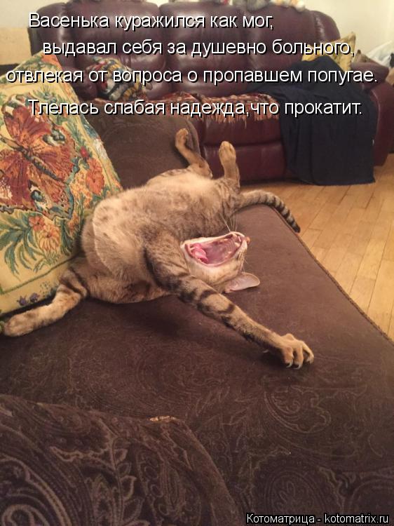Котоматрица: Васенька куражился как мог, выдавал себя за душевно больного, отвлекая от вопроса о пропавшем попугае. Тлелась слабая надежда,что прокатит.