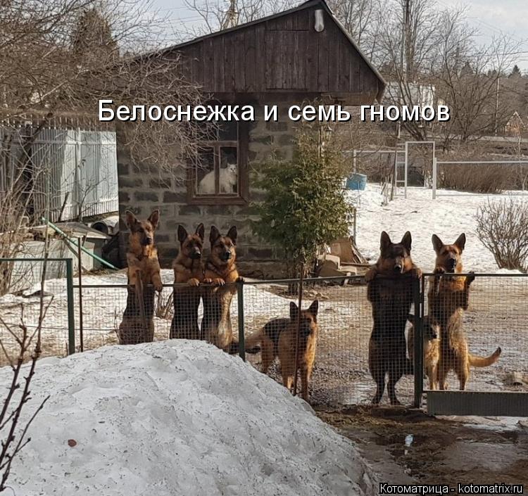 Котоматрица: Белоснежка и семь гномов