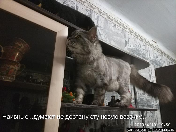 Котоматрица: Наивные...думают не достану эту новую вазочку....