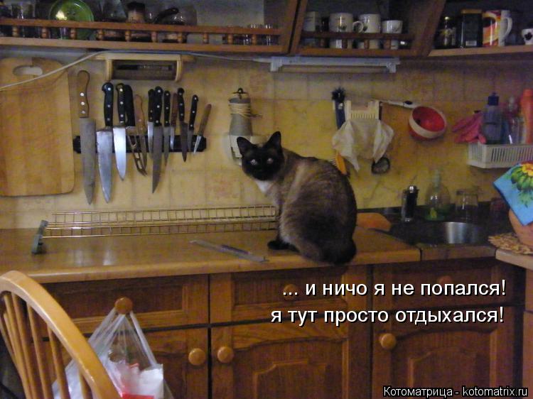 ... и ничо я не попался! я тут просто отдыхался!... Котоматрица: ... и ничо я не попался! я тут просто отдыхался!