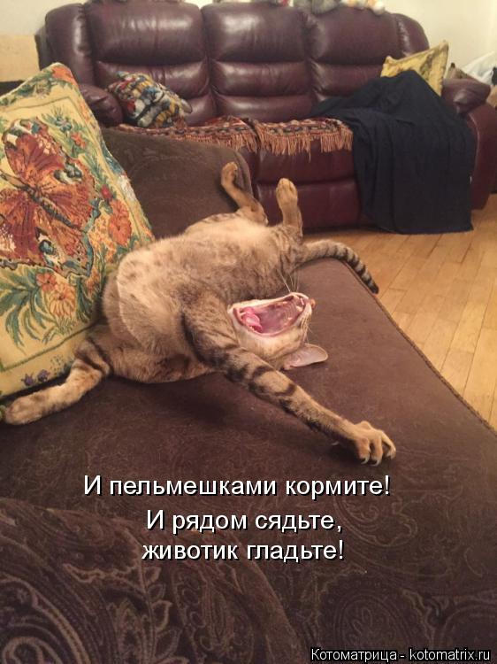 Котоматрица: И пельмешками кормите! И рядом сядьте,  животик гладьте!
