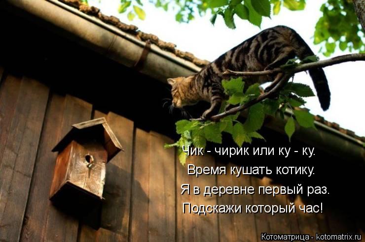 Я в деревне первый раз. Подскажи который час! Время кушать котику. Чик - чирик или ку - ку.... Котоматрица: Я в деревне первый раз. Подскажи который час! Время кушать котику. Чик - чирик или ку - ку.