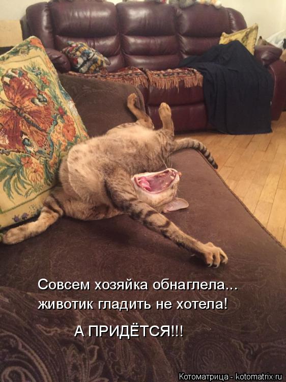 Совсем хозяйка обнаглела... животик гладить не хотела! А ПРИДЁТСЯ!!!... Котоматрица: Совсем хозяйка обнаглела... животик гладить не хотела! А ПРИДЁТСЯ!!!