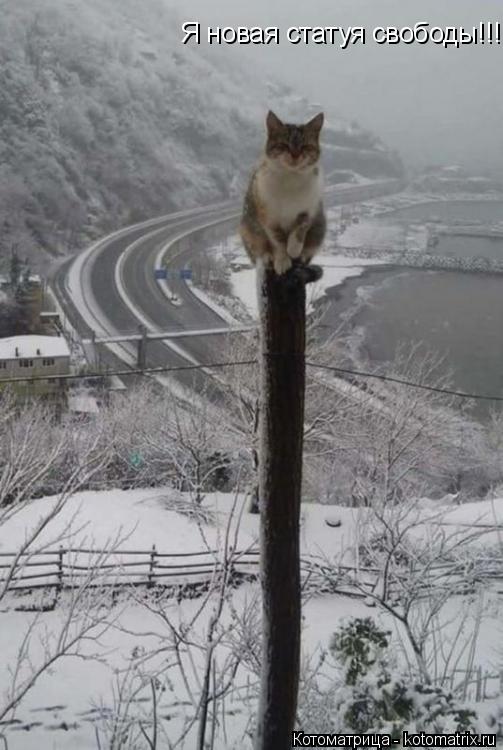 Я новая статуя свободы!!!... Котоматрица: Я новая статуя свободы!!!