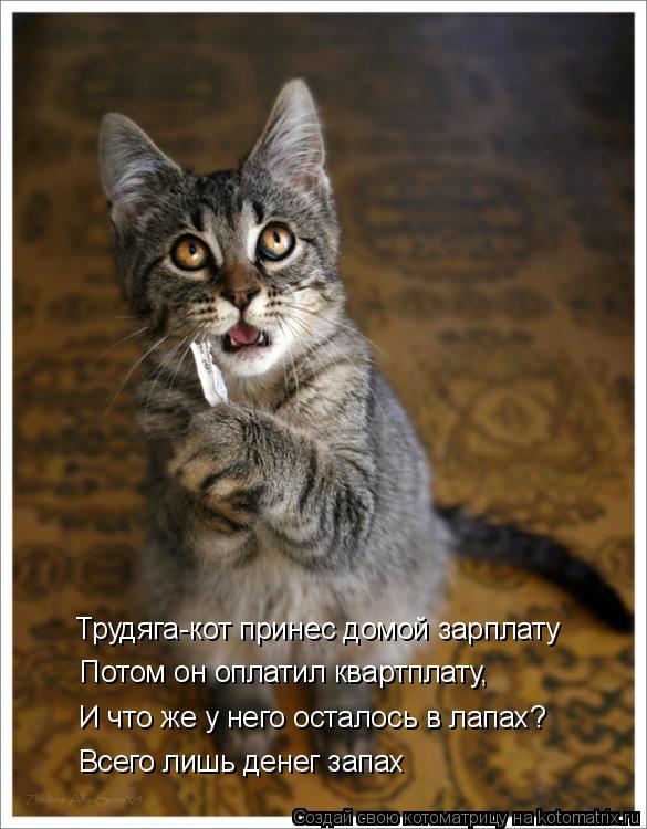 Котоматрица: Трудяга-кот принес домой зарплату Потом он оплатил квартплату, И что же у него осталось в лапах? Всего лишь денег запах