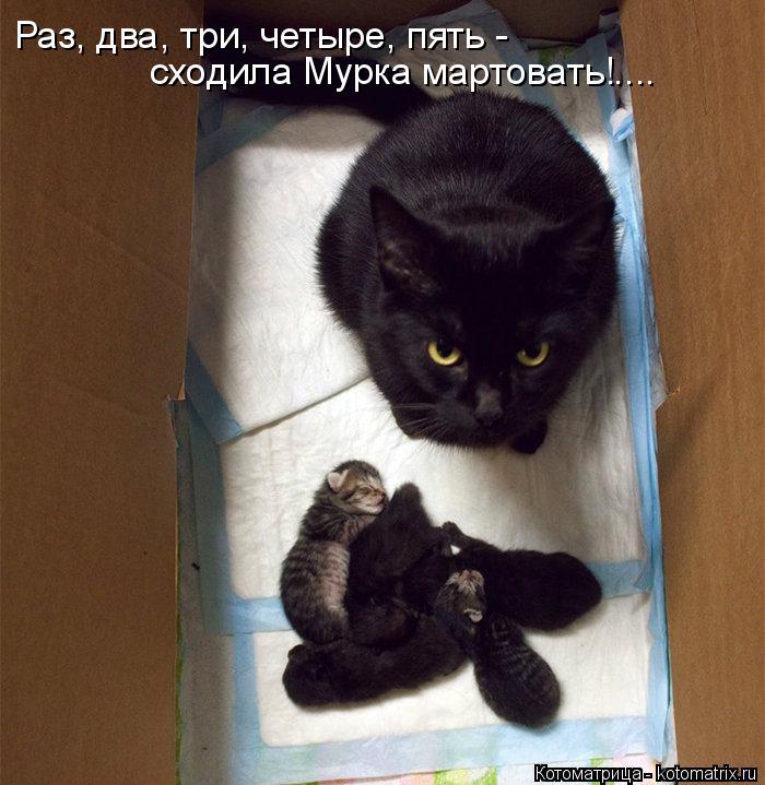 Раз, два, три, четыре, пять - сходила Мурка мартовать!....... Котоматрица: Раз, два, три, четыре, пять - сходила Мурка мартовать!....