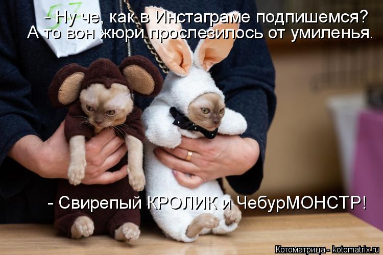 А то вон жюри прослезилось от умиленья. - Ну че, как в Инстаграме подпишемся? - Свирепый КРОЛИК и Че... Котоматрица: А то вон жюри прослезилось от умиленья. - Ну че, как в Инстаграме подпишемся? - Свирепый КРОЛИК и ЧебурМОНСТР!