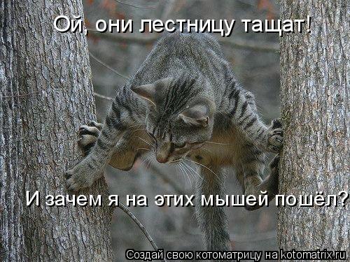 Ой, они лестницу тащат! И зачем я на этих мышей пошёл?... Котоматрица: Ой, они лестницу тащат! И зачем я на этих мышей пошёл?