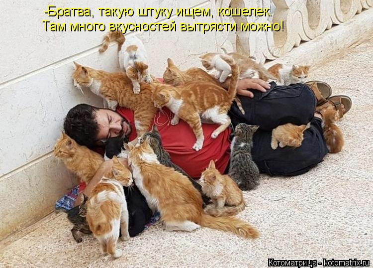 Котоматрица: -Братва, такую штуку ищем, кошелек. Там много вкусностей вытрясти можно!