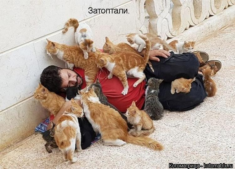 Котоматрица: Затоптали.