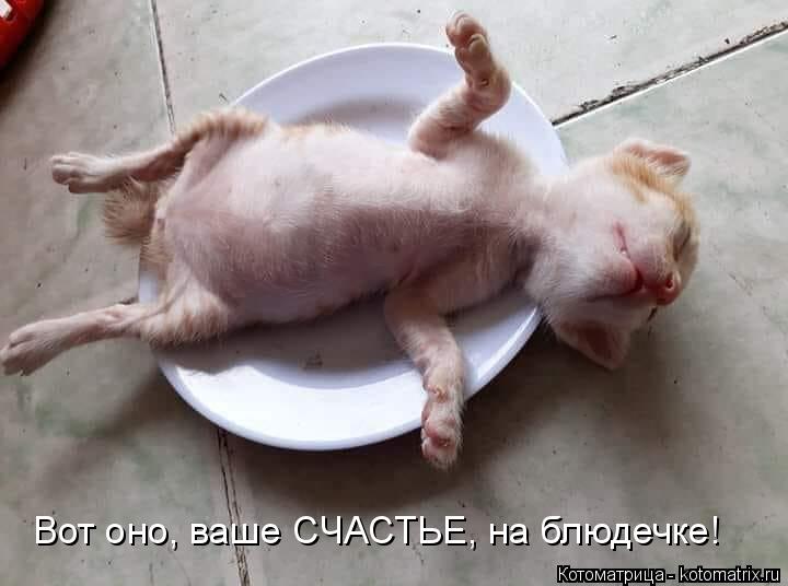 Вот оно, ваше СЧАСТЬЕ, на блюдечке!... Котоматрица: Вот оно, ваше СЧАСТЬЕ, на блюдечке!