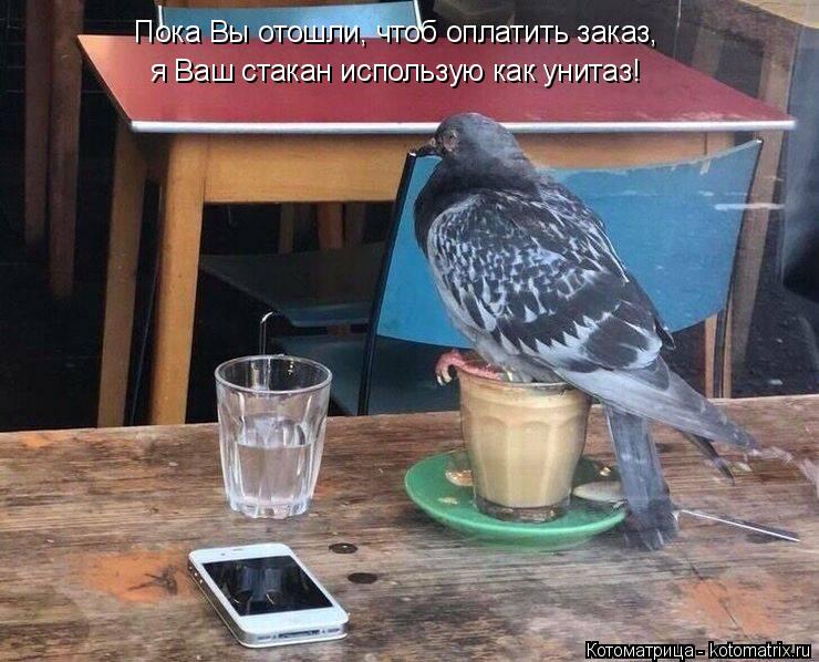 Пока Вы отошли, чтоб оплатить заказ, я Ваш стакан использую как унитаз!... Котоматрица: Пока Вы отошли, чтоб оплатить заказ, я Ваш стакан использую как унитаз!