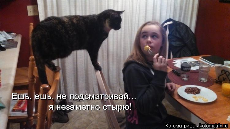 Ешь, ешь, не подсматривай... я незаметно стырю!... Котоматрица: Ешь, ешь, не подсматривай... я незаметно стырю!
