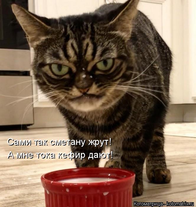 Сами так сметану жрут! А мне тока кефир дают!... Котоматрица: Сами так сметану жрут! А мне тока кефир дают!