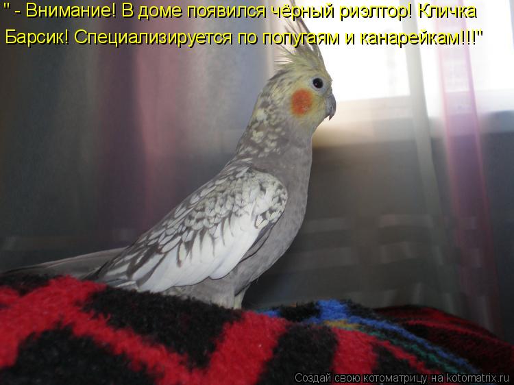 Котоматрица: " - Внимание! В доме появился чёрный риэлтор! Кличка  Барсик! Специализируется по попугаям и канарейкам!!!"
