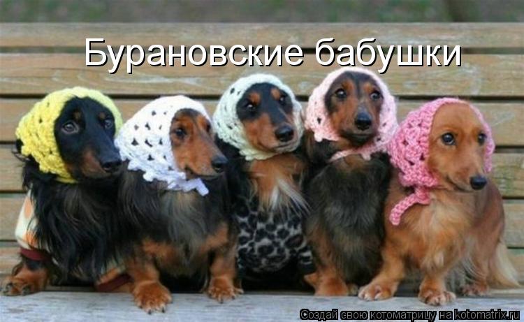 Бурановские бабушки... Котоматрица: Бурановские бабушки