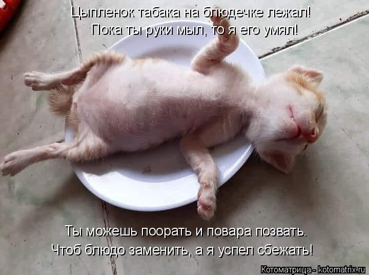 Цыпленок табака на блюдечке лежал! Пока ты руки мыл, то я его умял! Ты можешь поорать и повара позват... Котоматрица: Цыпленок табака на блюдечке лежал! Пока ты руки мыл, то я его умял! Ты можешь поорать и повара позвать. Чтоб блюдо заменить, а я успел сбежать!