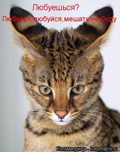 Любуешься? Любуйся,любуйся,мешать не буду... Котоматрица: Любуешься? Любуйся,любуйся,мешать не буду