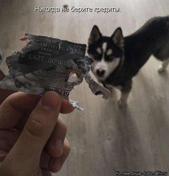 Никогда не берите кредиты.... Котоматрица: Никогда не берите кредиты.