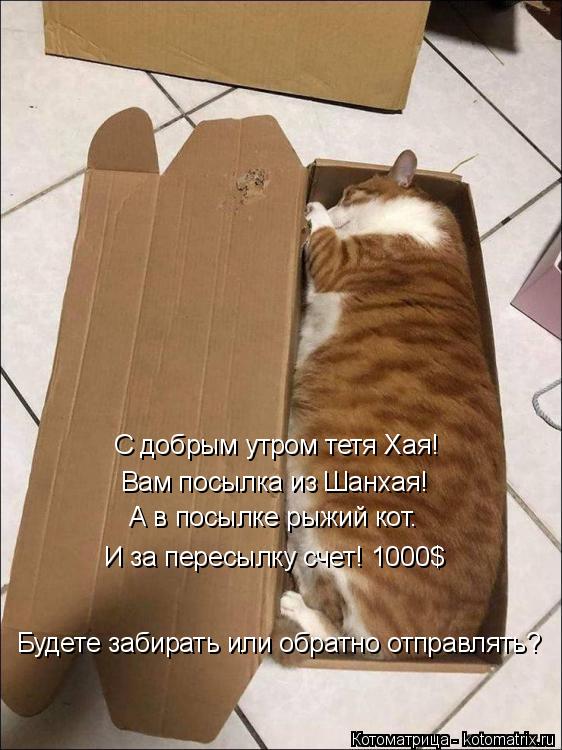 С добрым утром тетя Хая! Вам посылка из Шанхая! А в посылке рыжий кот. Будете забирать или обратно от... Котоматрица: С добрым утром тетя Хая! Вам посылка из Шанхая! А в посылке рыжий кот. Будете забирать или обратно отправлять? И за пересылку счет! 1000$
