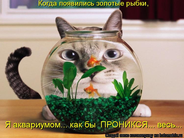 Котоматрица: Когда появились золотые рыбки, Я аквариумом... как бы  ПРОНИКСЯ... весь...