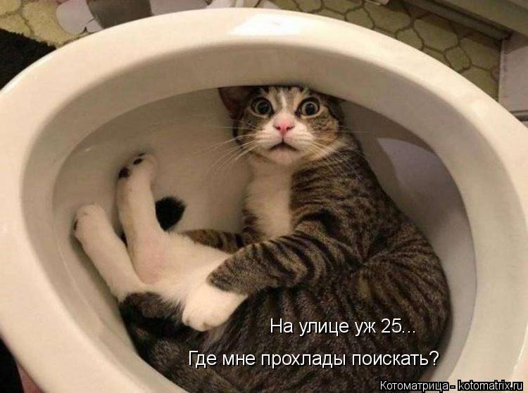 На улице уж 25... Где мне прохлады поискать?... Котоматрица: На улице уж 25... Где мне прохлады поискать?