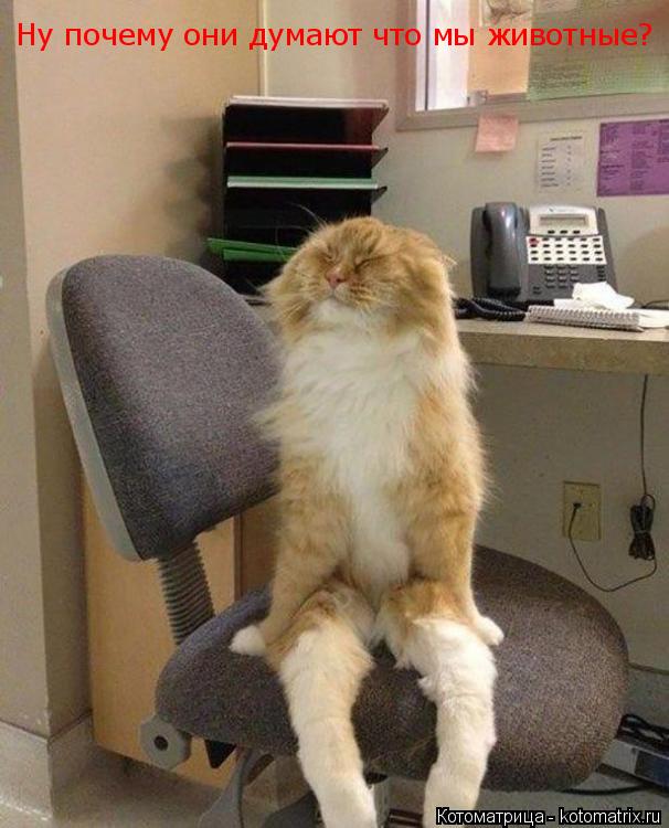 Ну почему они думают что мы животные?... Котоматрица: Ну почему они думают что мы животные?