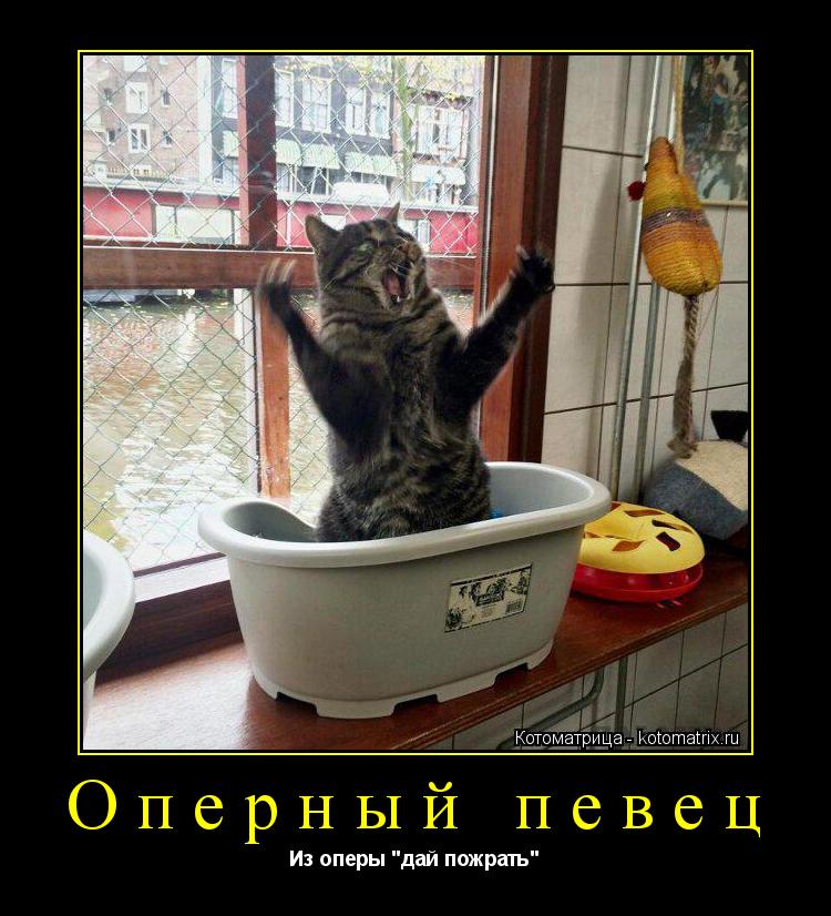 Оперный певец Из оперы "дай пожрать"... Котоматрица: Оперный певец Из оперы "дай пожрать"