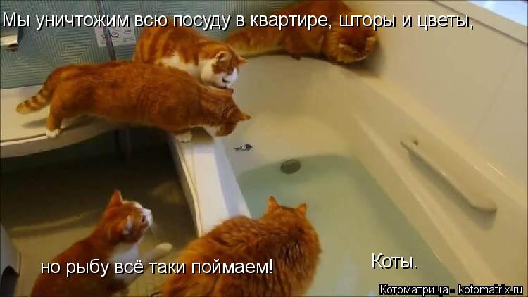 но рыбу всё таки поймаем! Коты. Мы уничтожим всю посуду в квартире, шторы и цветы,... Котоматрица: но рыбу всё таки поймаем! Коты. Мы уничтожим всю посуду в квартире, шторы и цветы,