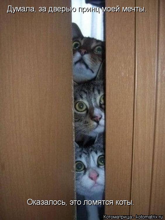 Думала, за дверью принц моей мечты. Оказалось, это ломятся коты.... Котоматрица: Думала, за дверью принц моей мечты. Оказалось, это ломятся коты.