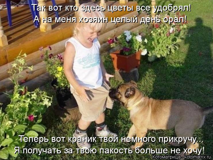 Так вот кто здесь цветы все удобрял! А на меня хозяин целый день орал! Я получать за твою пакость бол... Котоматрица: Так вот кто здесь цветы все удобрял! А на меня хозяин целый день орал! Я получать за твою пакость больше не хочу! Теперь вот краник твой немно