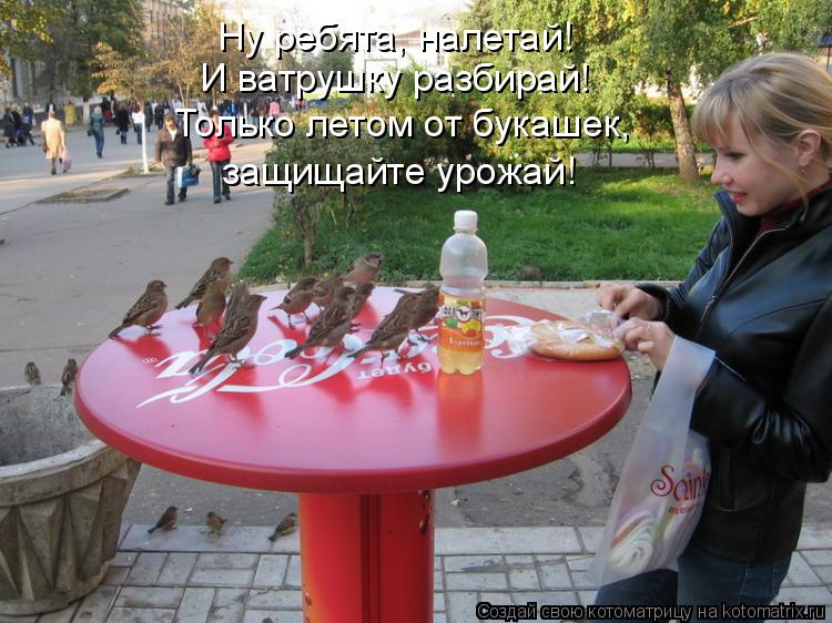 И ватрушку разбирай! Только летом от букашек, защищайте урожай! Ну ребята, налетай!... Котоматрица: И ватрушку разбирай! Только летом от букашек, защищайте урожай! Ну ребята, налетай!
