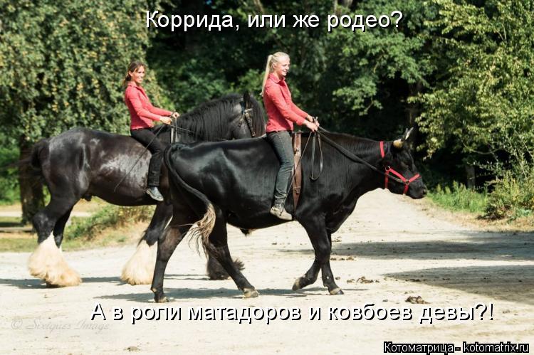Коррида, или же родео? А в роли матадоров и ковбоев девы?!... Котоматрица: Коррида, или же родео? А в роли матадоров и ковбоев девы?!