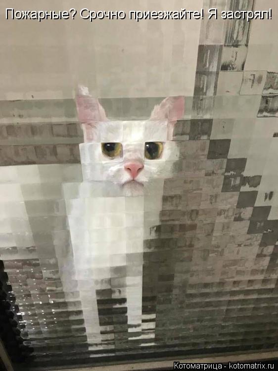 Пожарные? Срочно приезжайте! Я застрял!... Котоматрица: Пожарные? Срочно приезжайте! Я застрял!