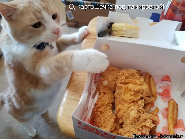 О, картошечка под панировкой!... Котоматрица: О, картошечка под панировкой!