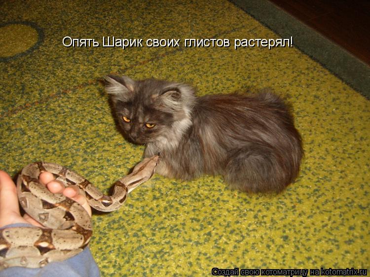 Опять Шарик своих глистов растерял!... Котоматрица: Опять Шарик своих глистов растерял!
