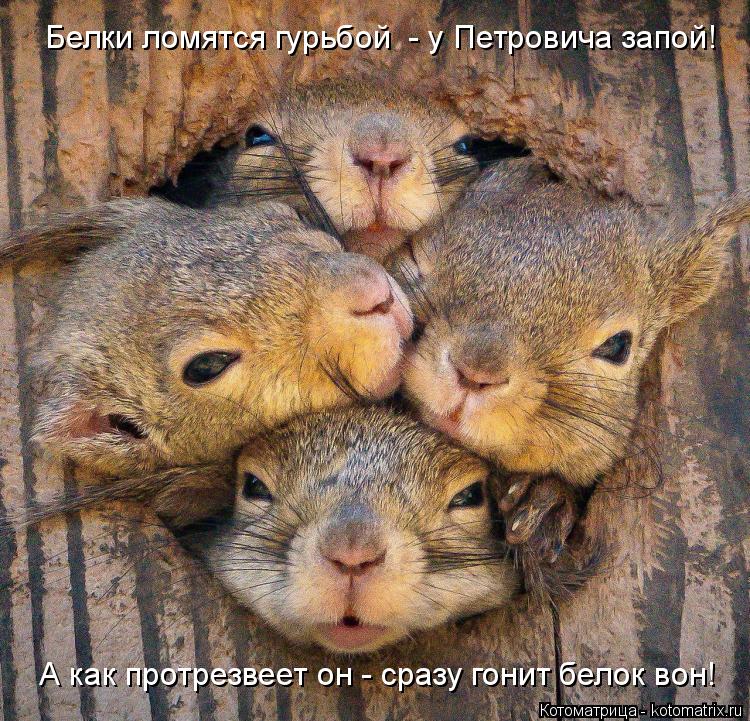 Белки ломятся гурьбой - у Петровича запой! А как протрезвеет он - сразу гонит белок вон!... Котоматрица: Белки ломятся гурьбой - у Петровича запой! А как протрезвеет он - сразу гонит белок вон!